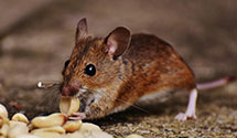 24 Hour & Emergency Exterminators in Walker, CA